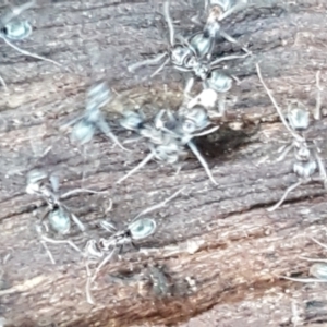 Iridomyrmex sp. (genus) at Hall, ACT - 10 Aug 2021