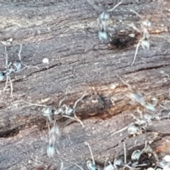 Iridomyrmex sp. (genus) at Hall, ACT - 10 Aug 2021