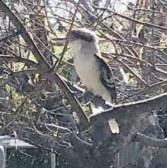 Dacelo novaeguineae (Laughing Kookaburra) at Hughes, ACT - 9 Aug 2021 by ruthkerruish