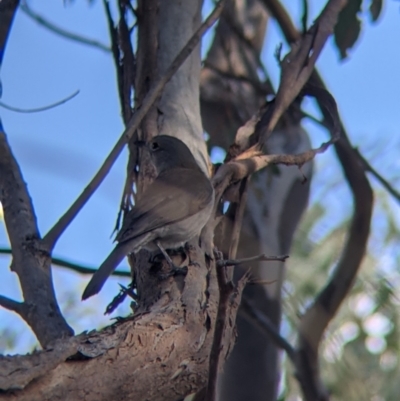 Colluricincla harmonica (Grey Shrikethrush) at 9 Mile Hill TSR - 10 Aug 2021 by Darcy