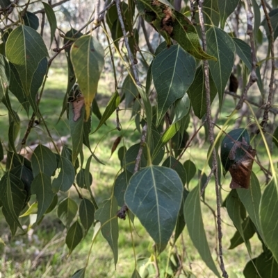 Brachychiton populneus (Kurrajong) at Albury - 10 Aug 2021 by Darcy