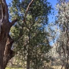 Brachychiton populneus at Table Top, NSW - 10 Aug 2021