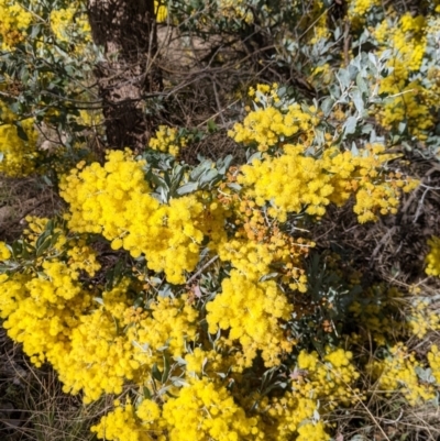 Acacia podalyriifolia (Queensland Silver Wattle) at 9 Mile Hill TSR - 10 Aug 2021 by Darcy