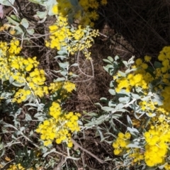 Acacia podalyriifolia at Table Top, NSW - 10 Aug 2021 02:40 PM