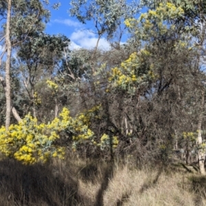 Acacia podalyriifolia at Table Top, NSW - 10 Aug 2021