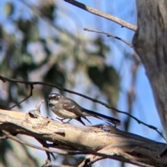 Rhipidura albiscapa (Grey Fantail) at Table Top, NSW - 10 Aug 2021 by Darcy