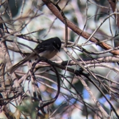 Rhipidura albiscapa at Table Top, NSW - 10 Aug 2021