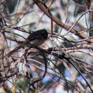 Rhipidura albiscapa at Table Top, NSW - 10 Aug 2021