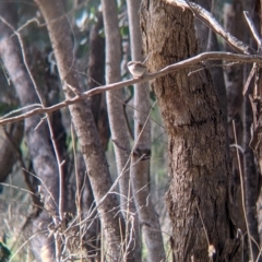 Malurus cyaneus (Superb Fairywren) at Albury - 10 Aug 2021 by Darcy