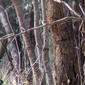 Malurus cyaneus at Table Top, NSW - 10 Aug 2021