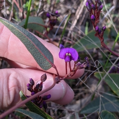Hardenbergia violacea (False Sarsaparilla) at 9 Mile Hill TSR - 10 Aug 2021 by Darcy