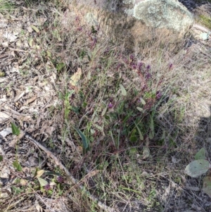 Hardenbergia violacea at Table Top, NSW - 10 Aug 2021