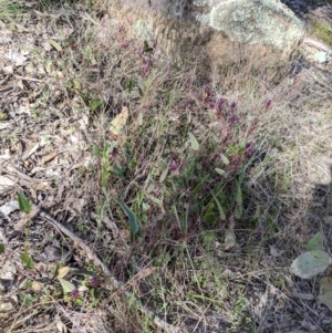 Hardenbergia violacea at Table Top, NSW - 10 Aug 2021 02:49 PM