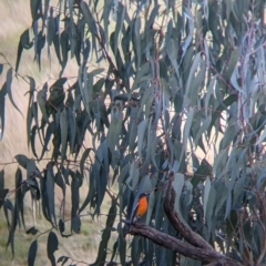 Petroica phoenicea (Flame Robin) at Albury - 10 Aug 2021 by Darcy