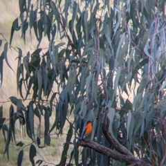 Petroica phoenicea (Flame Robin) at Table Top, NSW - 10 Aug 2021 by Darcy