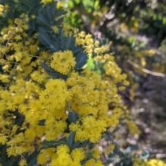 Acacia baileyana (Cootamundra Wattle, Golden Mimosa) at Nine Mile Reserve - 10 Aug 2021 by Darcy