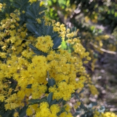 Acacia baileyana (Cootamundra Wattle, Golden Mimosa) at Albury - 10 Aug 2021 by Darcy