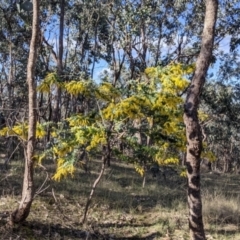 Acacia baileyana at Table Top, NSW - 10 Aug 2021 03:06 PM