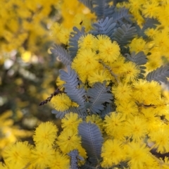 Acacia baileyana (Cootamundra Wattle, Golden Mimosa) at Albury - 10 Aug 2021 by Darcy