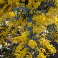 Acacia baileyana at Table Top, NSW - 10 Aug 2021 03:08 PM