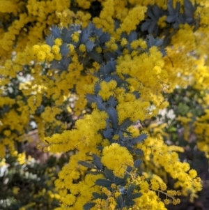 Acacia baileyana at Table Top, NSW - 10 Aug 2021 03:08 PM