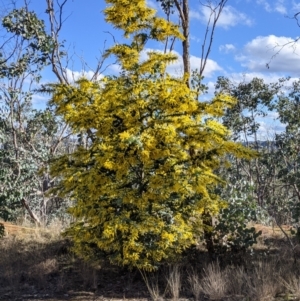 Acacia baileyana at Table Top, NSW - 10 Aug 2021 03:08 PM