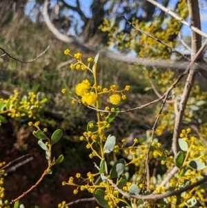 Acacia buxifolia subsp. buxifolia at Table Top, NSW - 10 Aug 2021
