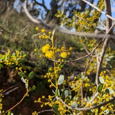 Acacia buxifolia subsp. buxifolia (Box-leaf Wattle) at Table Top, NSW - 10 Aug 2021 by Darcy