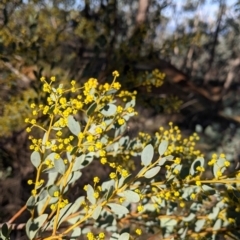 Acacia buxifolia subsp. buxifolia at Table Top, NSW - 10 Aug 2021