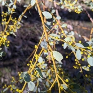 Acacia buxifolia subsp. buxifolia at Table Top, NSW - 10 Aug 2021 03:09 PM