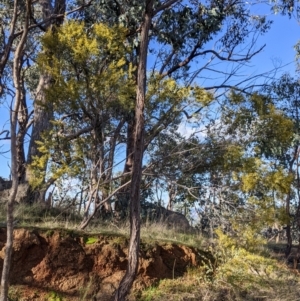 Acacia buxifolia subsp. buxifolia at Table Top, NSW - 10 Aug 2021 03:09 PM