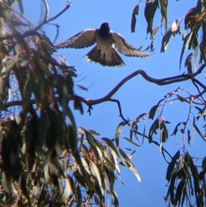 Coracina novaehollandiae at Table Top, NSW - 10 Aug 2021