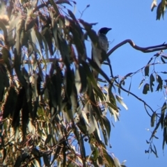 Coracina novaehollandiae at Table Top, NSW - 10 Aug 2021