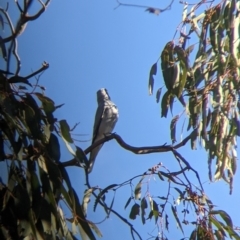 Coracina novaehollandiae at Table Top, NSW - 10 Aug 2021