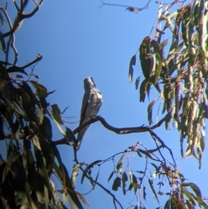 Coracina novaehollandiae at Table Top, NSW - 10 Aug 2021