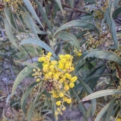 Acacia rubida (Red-stemmed Wattle, Red-leaved Wattle) at Albury - 10 Aug 2021 by Darcy