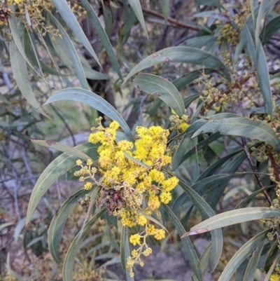 Acacia rubida (Red-stemmed Wattle, Red-leaved Wattle) at Table Top, NSW - 10 Aug 2021 by Darcy