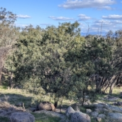 Acacia rubida at Table Top, NSW - 10 Aug 2021