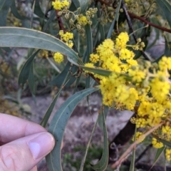 Acacia rubida at Table Top, NSW - 10 Aug 2021 03:15 PM