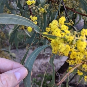 Acacia rubida at Table Top, NSW - 10 Aug 2021 03:15 PM