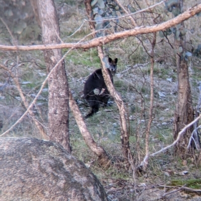 Wallabia bicolor (Swamp Wallaby) at Table Top, NSW - 10 Aug 2021 by Darcy