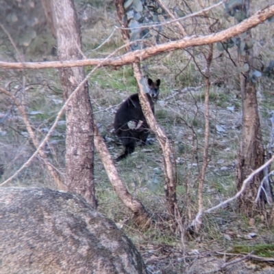 Wallabia bicolor (Swamp Wallaby) at Nine Mile Reserve - 10 Aug 2021 by Darcy