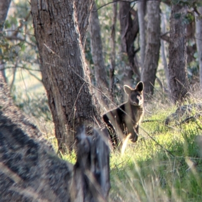 Wallabia bicolor (Swamp Wallaby) at Nine Mile Reserve - 10 Aug 2021 by Darcy