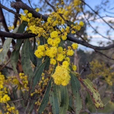 Acacia rubida (Red-stemmed Wattle, Red-leaved Wattle) at Table Top, NSW - 10 Aug 2021 by Darcy