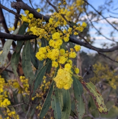 Acacia rubida (Red-stemmed Wattle, Red-leaved Wattle) at Albury - 10 Aug 2021 by Darcy