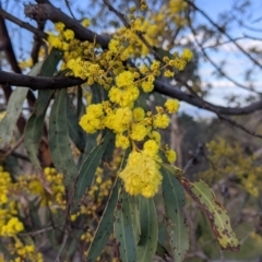 Acacia rubida (Red-stemmed Wattle, Red-leaved Wattle) at Table Top, NSW - 10 Aug 2021 by Darcy
