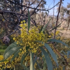 Acacia rubida at Table Top, NSW - 10 Aug 2021