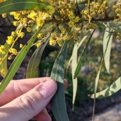 Acacia rubida at Table Top, NSW - 10 Aug 2021