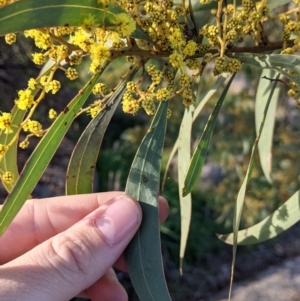 Acacia rubida at Table Top, NSW - 10 Aug 2021 03:22 PM