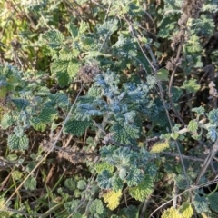 Marrubium vulgare (Horehound) at Nine Mile Reserve - 10 Aug 2021 by Darcy